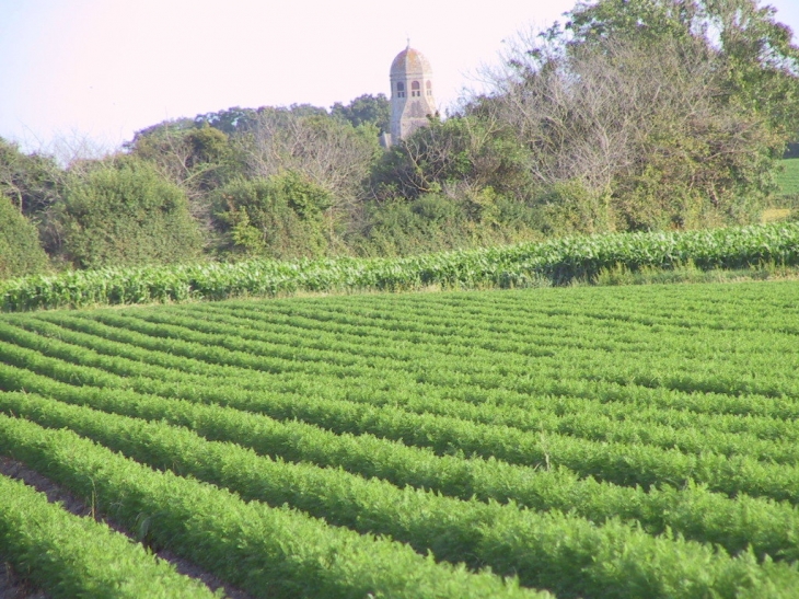 Champ de carottes du coté de la mer - Gouberville