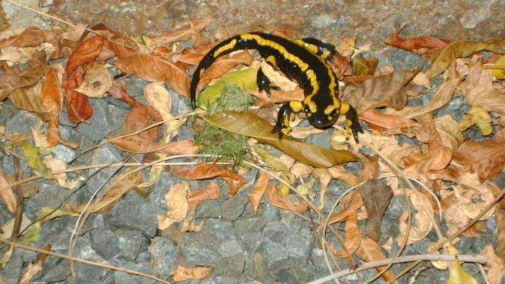 Salamandre à minuit. Le Houel - Gouvets