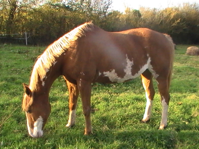 Pouliniere SF de chez Normandie Jump Manche - Le Mesnil-Véneron