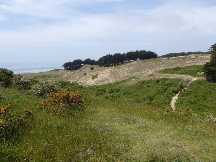 Les dunes d'Hattainville - Les Moitiers-d'Allonne