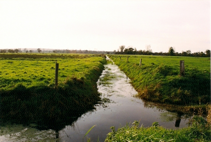 Les marais en 1999 - Marchésieux