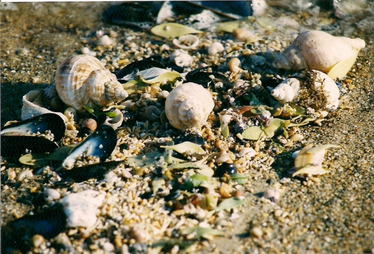 Laisse de mer - Saint-Germain-sur-Ay