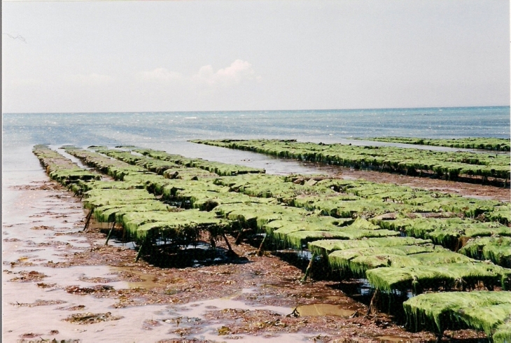 Parcs à huitres en juillet 1997 - Saint-Germain-sur-Ay