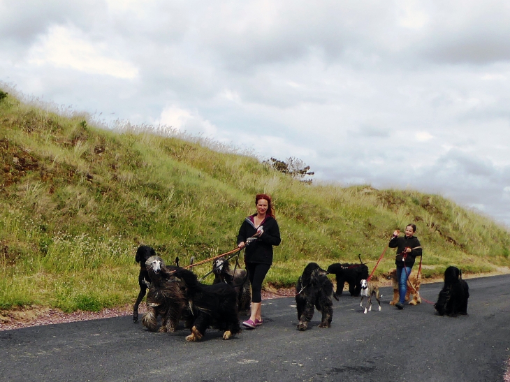 Chiens en promenade - Saint-Lô-d'Ourville