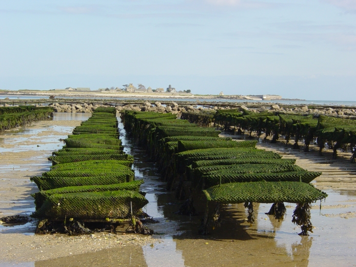 Les parcs à huitres - Saint-Vaast-la-Hougue