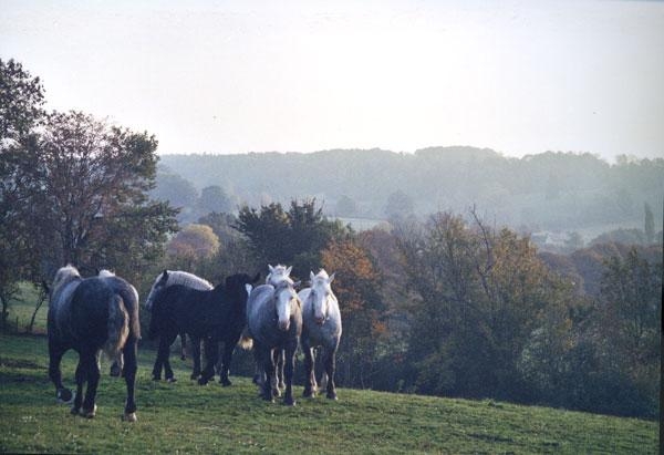 Vue de chevaux percherons - Bellême