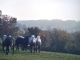 Vue de chevaux percherons