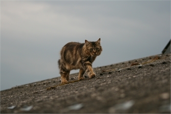 Ginai et ses chat