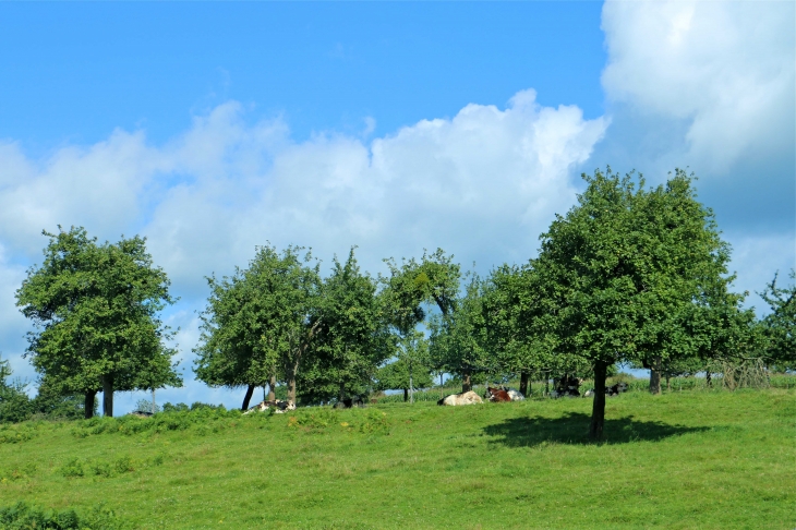 Aux alentours. - Juvigny-sous-Andaine