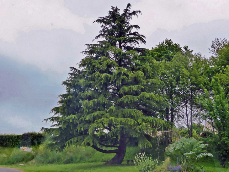 Arbre à l'entrée du village - La Perrière