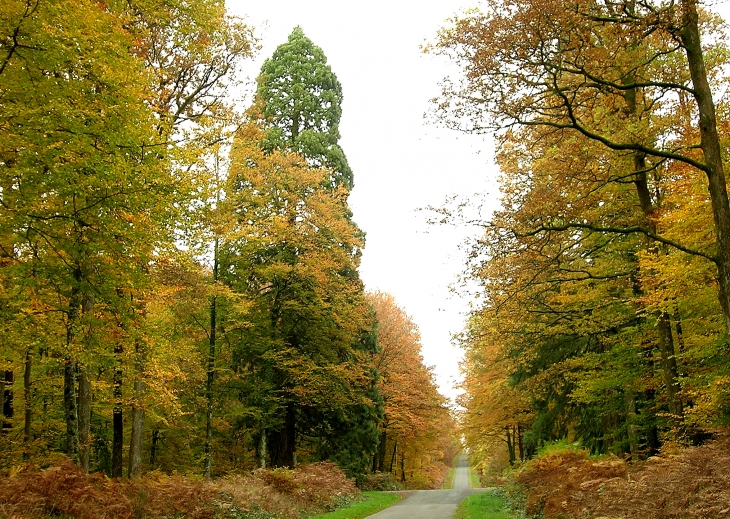 Aux environs - Forêt d'écouves , les Arcis  - La Roche-Mabile