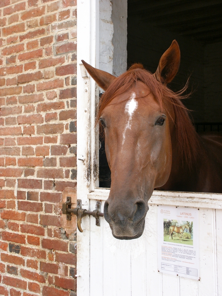 Les Haras. - Le Pin-au-Haras