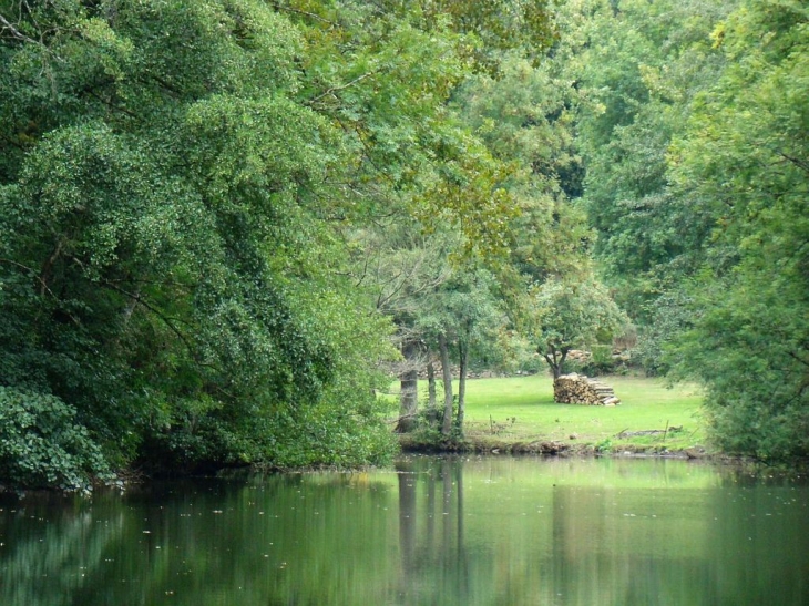 Clairière le long de la rivière à Saint Ceneri (Orne) - Saint-Céneri-le-Gérei