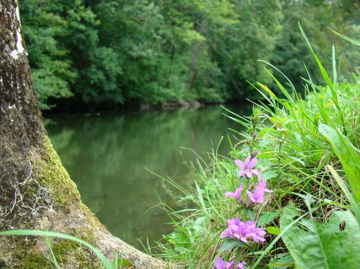 Sur les bords de la Sarthe à Saint Ceneri - Saint-Céneri-le-Gérei