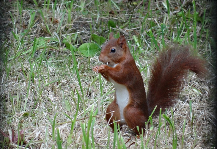 Un petit ecureil dans un jardin du village. - Saint-Céneri-le-Gérei