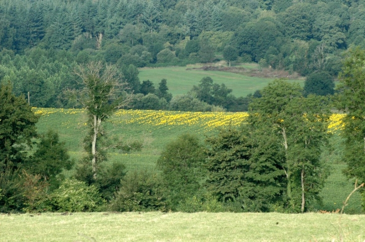 La campagne - Saint-Gervais-des-Sablons