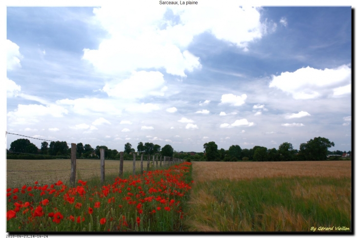 Coquelicots dans la plaine de Sarceaux.