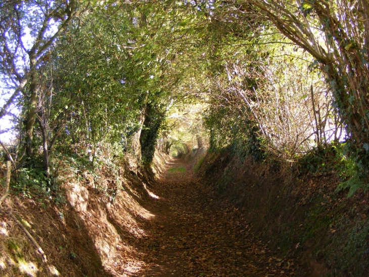 Sentier de randonnée - Taillebois