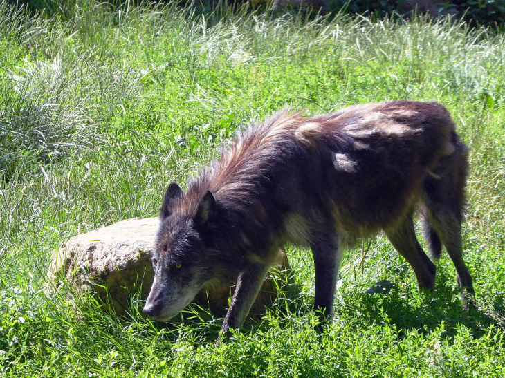 Parc animalier de l'Auxois : loup - Arnay-sous-Vitteaux