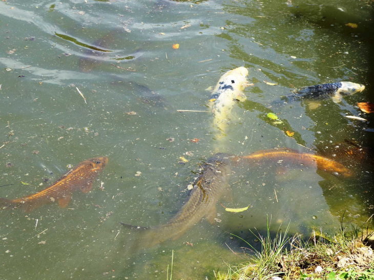 Parc animalier de l'Auxois : carpe koi - Arnay-sous-Vitteaux