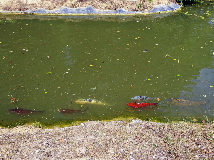 Parc animalier de l'Auxois : carpe koi - Arnay-sous-Vitteaux