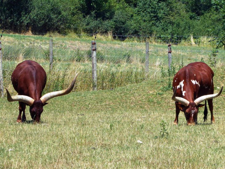 Parc animalier de l'Auxois : buffles - Arnay-sous-Vitteaux