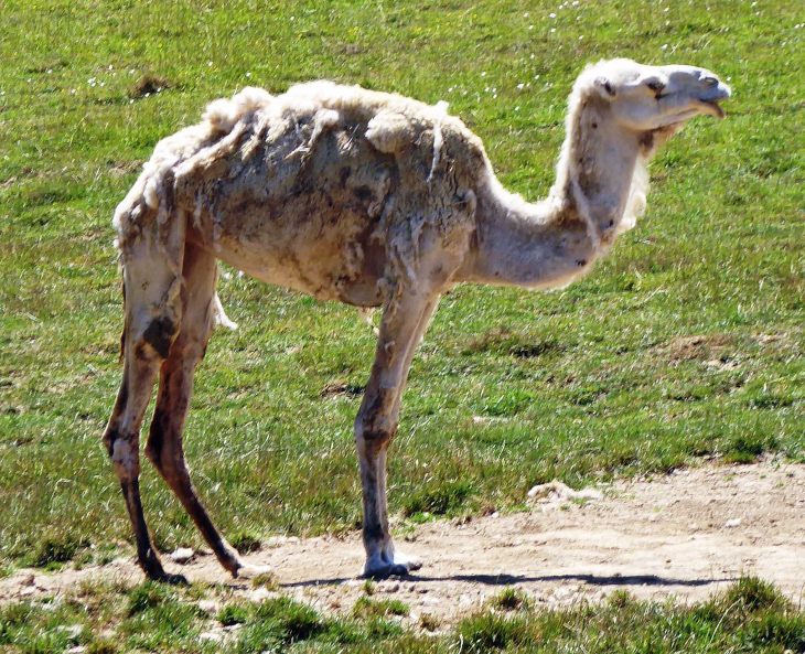 Parc animalier de l'Auxois : dromadaire - Arnay-sous-Vitteaux