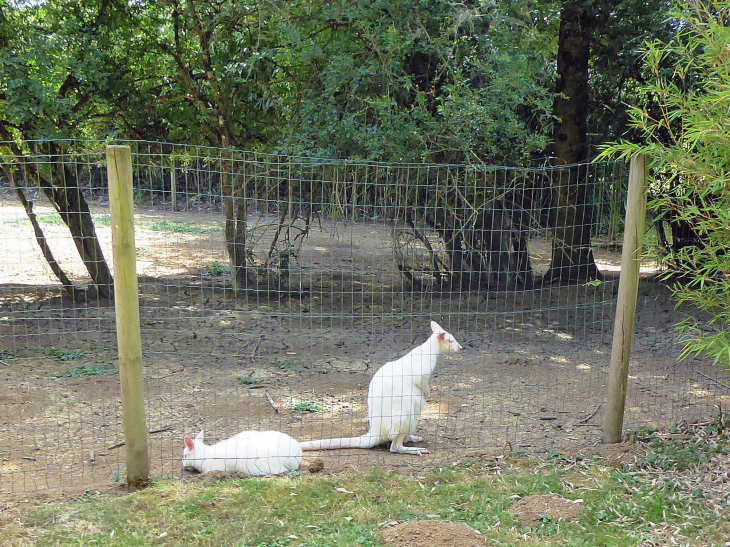 Parc animalier de l'Auxois : wallibys - Arnay-sous-Vitteaux