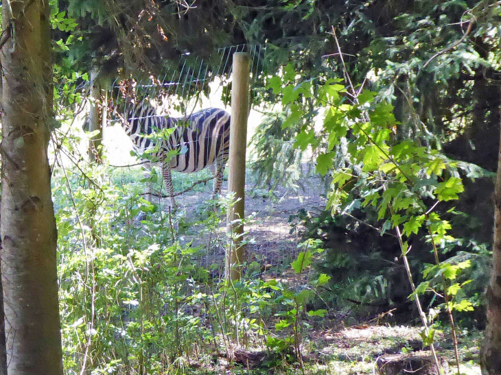 Parc animalier de l'Auxois : zèbre - Arnay-sous-Vitteaux