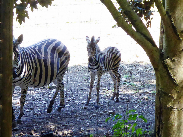 Parc animalier de l'Auxois : zèbre et son petit - Arnay-sous-Vitteaux