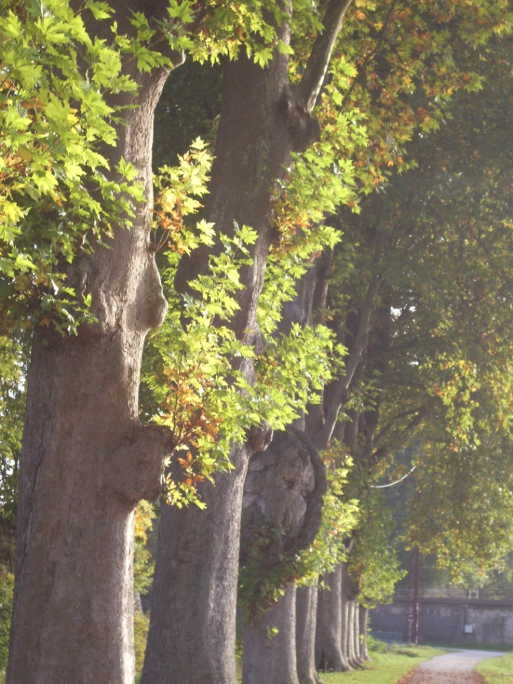 Les platanes au bord du port par une  fin d'après-midi d'automne - Auxonne