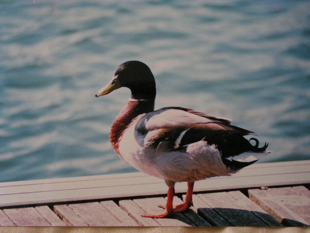 Canard colvert pris sur les pontons du bord de Saône - Auxonne