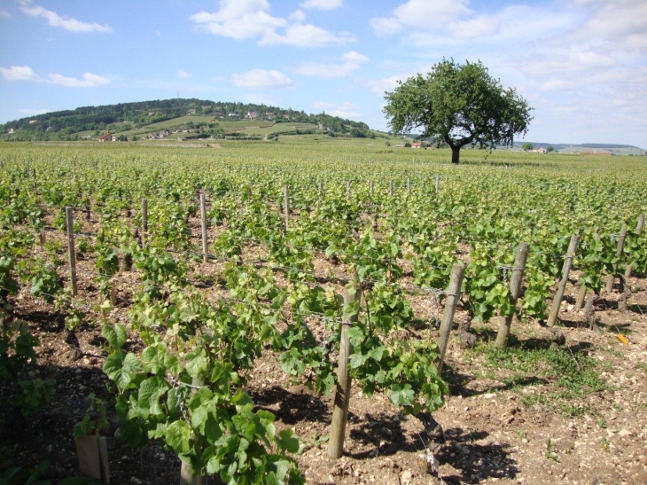 Beaune (21200) vignobles