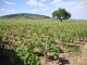 Photo précédente de Beaune Beaune (21200) vignobles