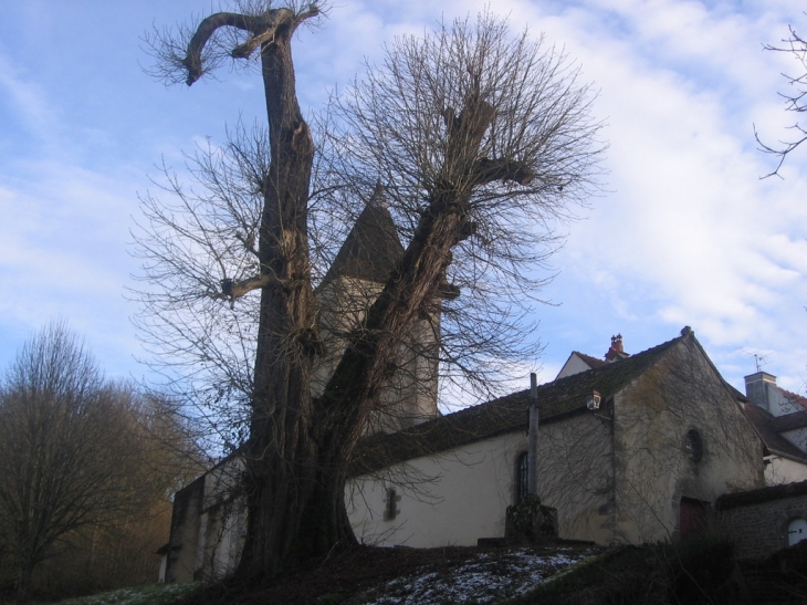 Marronnier de Charigny