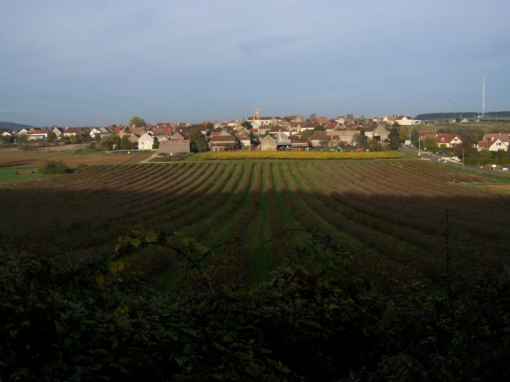 Champ de cassis et village - Chaux