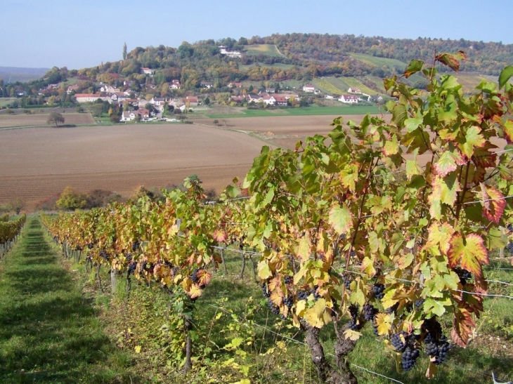 Vignes et village - Curtil-Vergy