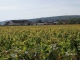 Gevrey-Chambertin