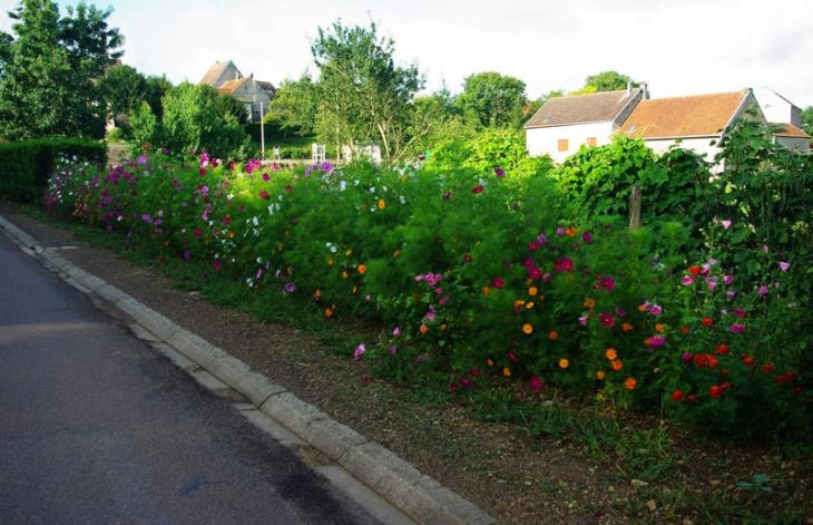 Rue Buzon en été - Lucenay-le-Duc