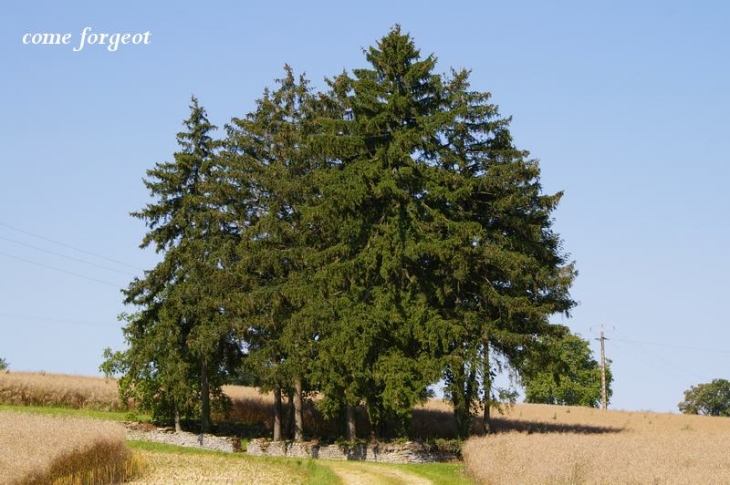 Joli coin de verdure entouré d'un muret de pierres séches - Lucenay-le-Duc