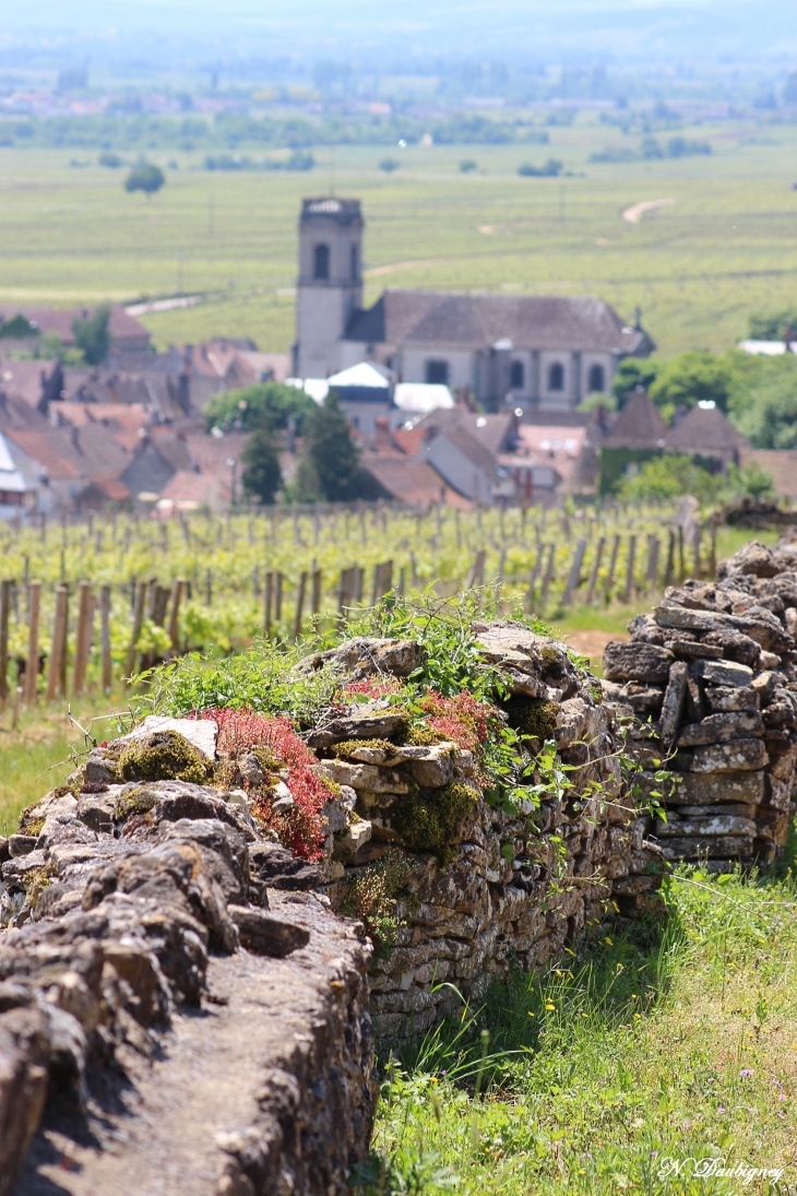 Pommard entourée de vignes...crédit photo www.carnetdevoyage.e-monsite.com - droits réservés