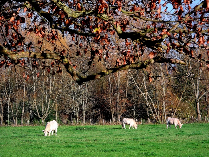 Terre d'élevage - Renève