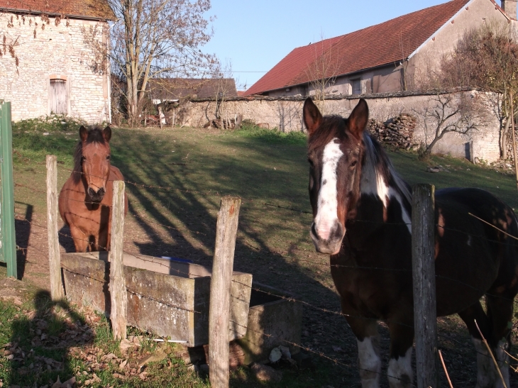 Chevaux - Renève