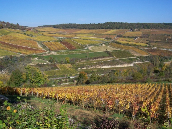 Le vignoble - Saint-Romain