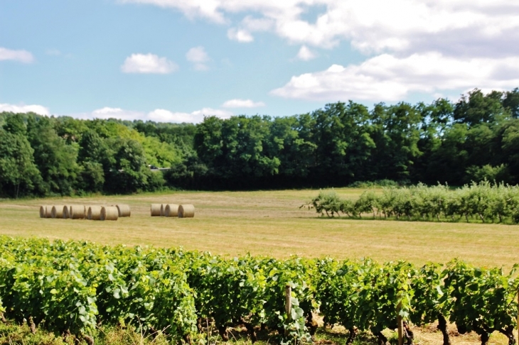 Vignobles - Santenay