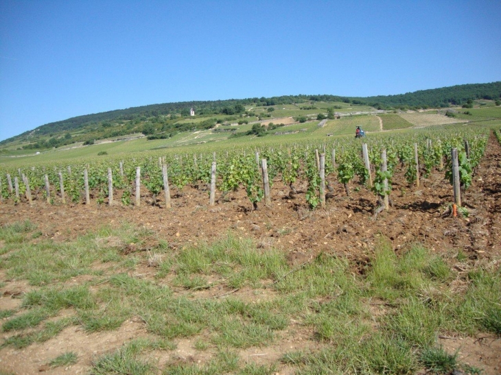 Santenay (21590) vignobles 