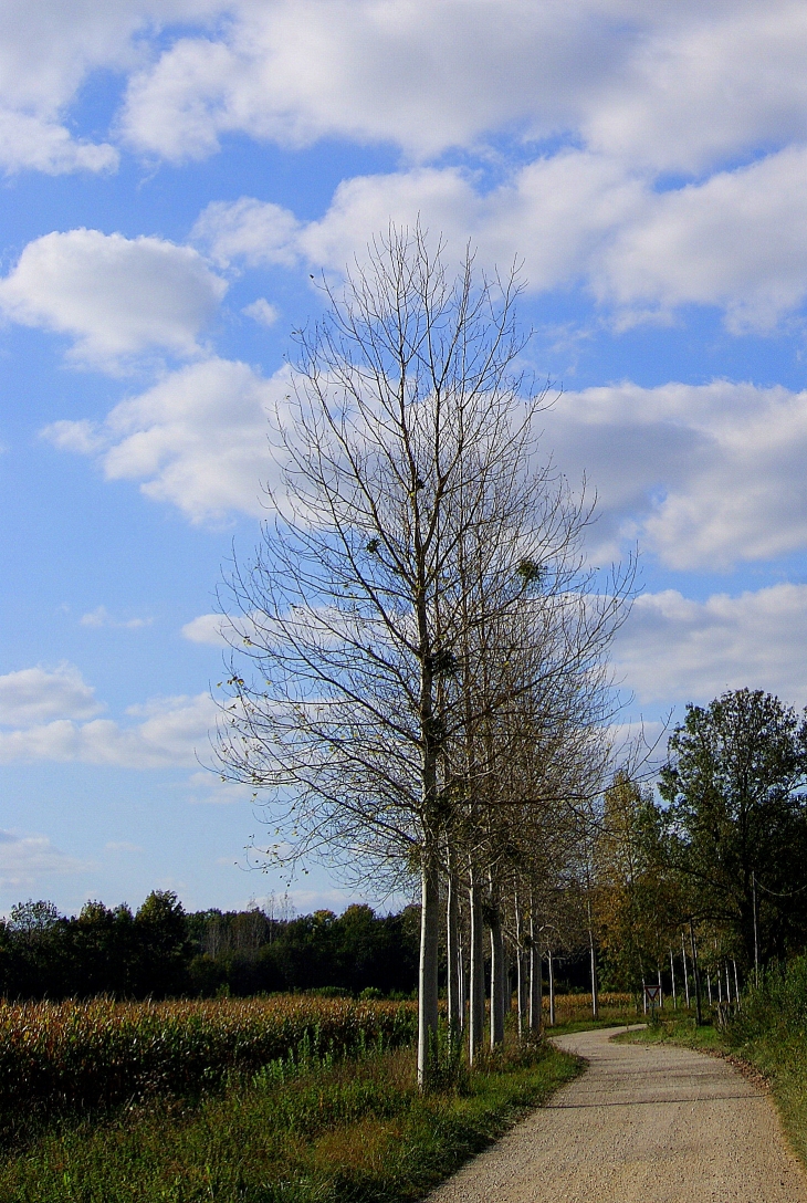 Chemin de campagne - Talmay