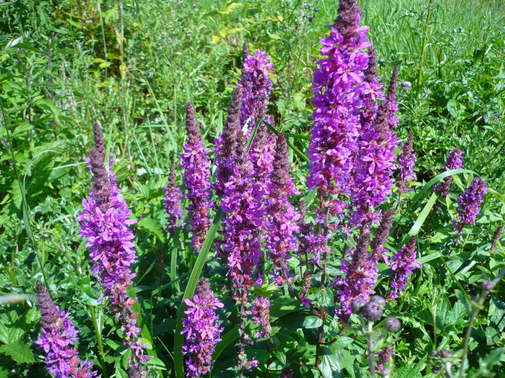 Flore le long du chemin - Terrefondrée