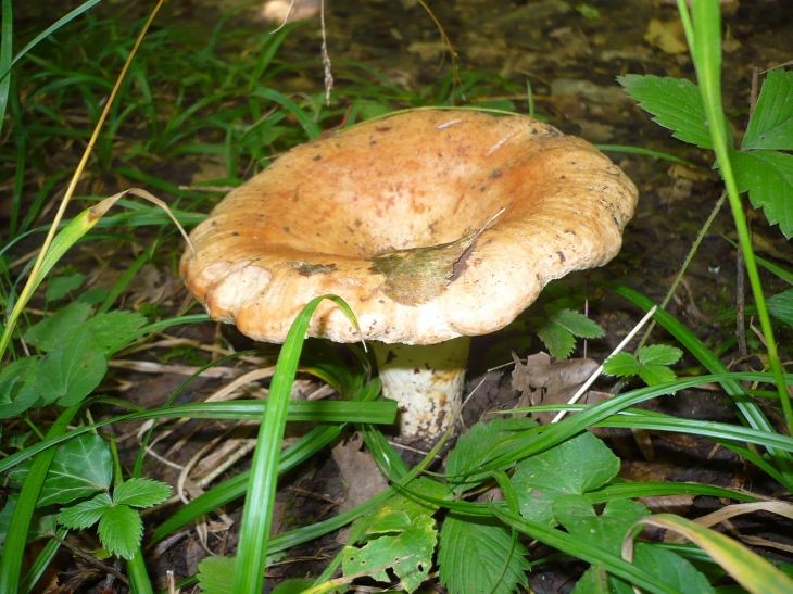 Beau champignon - Terrefondrée