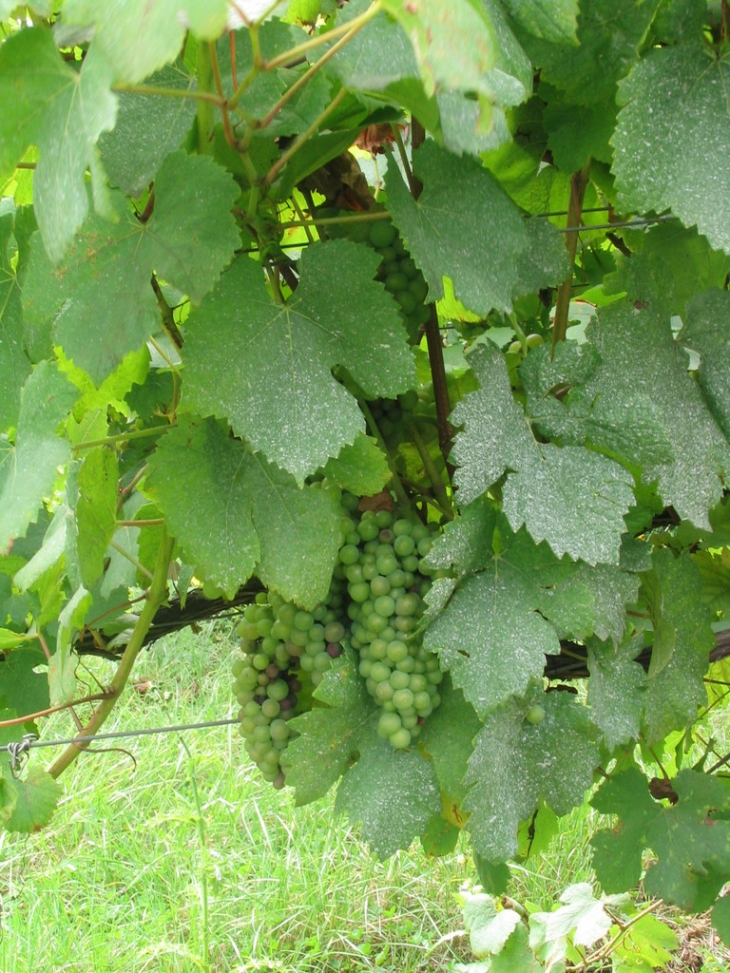 Les vignes - Villaines-les-Prévôtes